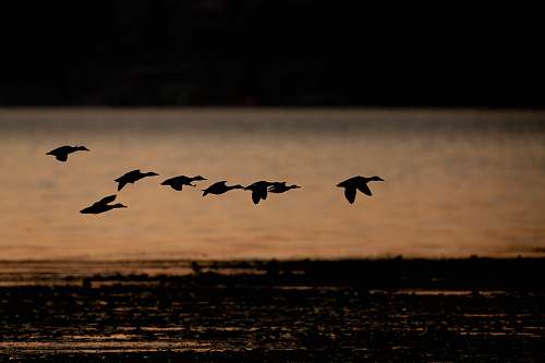 9755 ne juanita dr silhouette of flying ducks kirkland